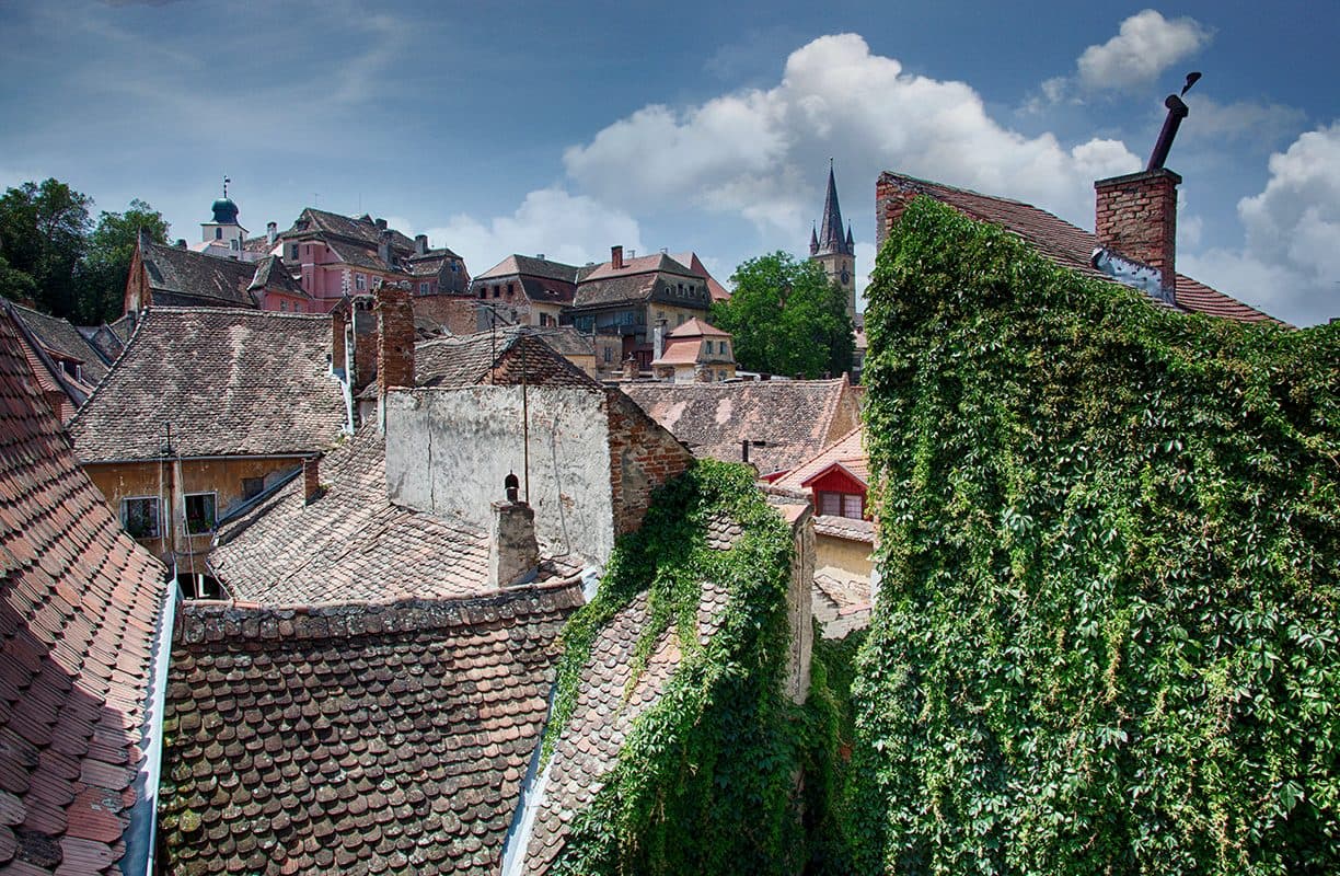 The tiled roofs of the lower town seen from Goldsmith, with the cathedral tower on the skyline and the wall of vine in the foreground.